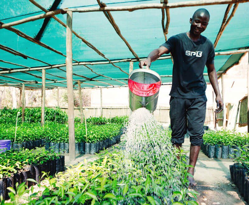 Tree-planting-ripple-africa