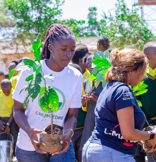 tree planting